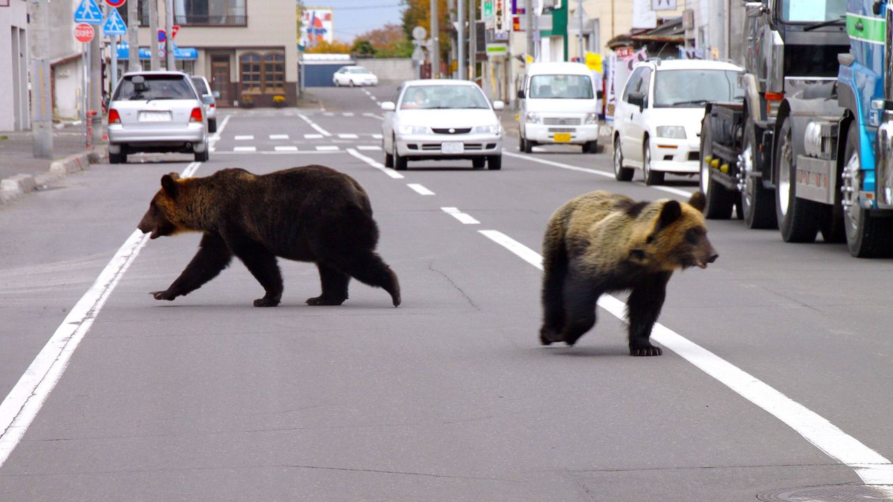 Japonya'da ayı istilası! 9 kişi ölünce ordu devreye girdi