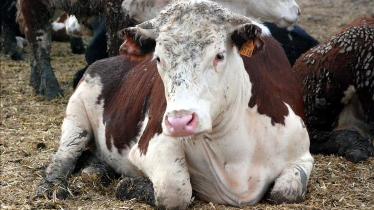 Deli dana hastalığı Türkiye'de görüldü! Önce Ankara sonra Bolu