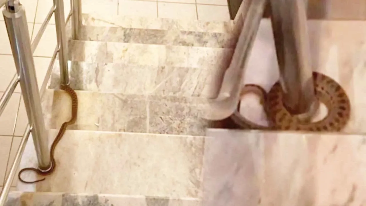 Yemeklerin içinden çıkanlar şoke etti