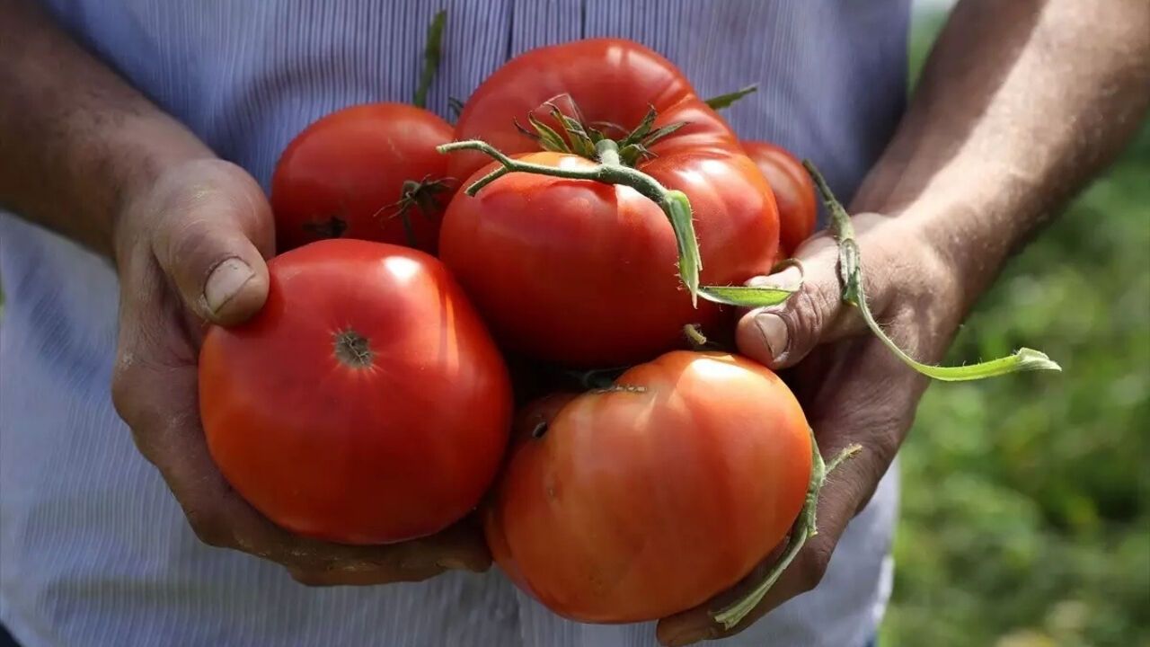 Ayaş Domatesi dünya listesinde ilk 10’da!