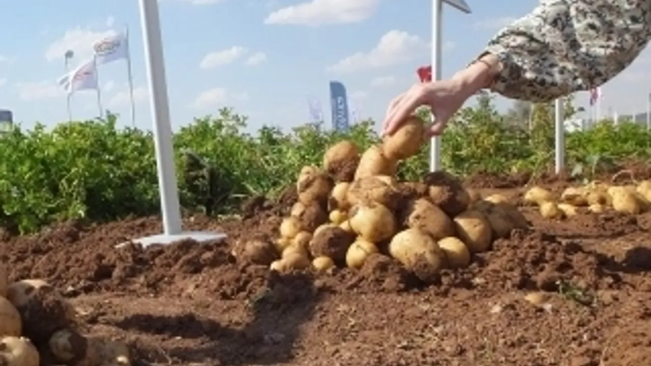 Çankırı Dodurga''da atıl arazide yetiştirilen patatesin hasadı başladI