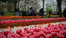 Hollanda'da lale mevsimi: Keukenhof 77. kez kapılarını açtı