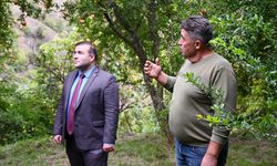 Dona karşı duman perdesiyle 'deve dişi nar'