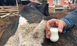 Şap hastalığı besiciyi vurdu: Verimlilik 35 litreden çay bardağına düştü