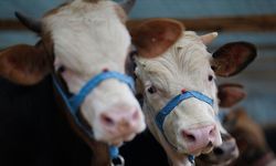 Aydın'da "şap hastalığı" tehlikesi: 34 mahalle karantinada