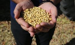 Soya fasulyesi jeopolitik bir silaha dönüştü
