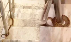 Yemeklerin içinden çıkanlar şoke etti