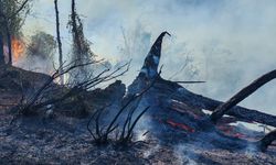 Artvin'de yangına müdahale ediliyor