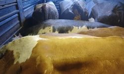 Artvin'de filmleri aratmaya soygun