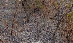 Bahçesini temizliğinde yangın faciası: 70 yaşındaki adam hayatını kaybetti