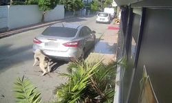 Antalya'da köpeği silahla vuran emekli polisin 4 yıl hapsi isteniyor