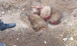 Başı boş köpekler 5 koyunu telef etti