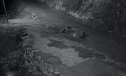 Mahallenin kabusu oldu: 10'a yakın eve giren ayıyı kamyonetle kovaladı