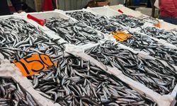 Ağız tadıyla hamsi yiyemiyoruz: Hamsi azaldı, fiyatlar yeniden yükselişte