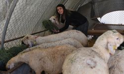 Kadın girişimci 37 küçükbaş hayvan ile başladı:Hedefi bin adet!