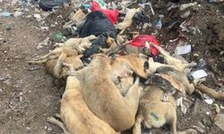 Görenler şok oldu: Erzurum şehir çöplüğünde toplu hayvan ölümleri!