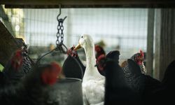 Muğla'da kuş gribi alarmı