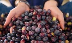 Marmarabirlik’ten üreticiye güvence: Fiyatlar geçen yılın altında kalmadı