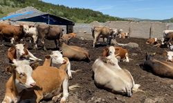 Şap hastalığı kontrol altında: Aşı oranı yüzde 92’ye ulaştı