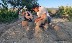 Manisa'da 'kırmızı altın' mucizesi! İlk hasatta 150 gram ürün çıktı