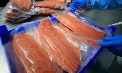 18 ülkeye satılıyor! Türk somonundan 152 milyon dolar...