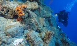 Fethiye'de Osmanlı dönemine ait 3 gemi bulundu