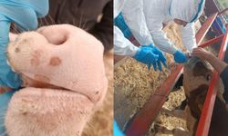 Aydın'da şap hastalığıyla mücadele