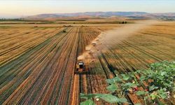 Organik tarım üretiminde artış