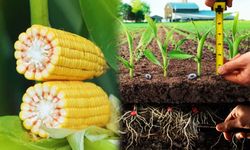 Şanlıurfa’da sahte zirai ilaç operasyonu: onlarca koli ele geçirildi