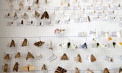 Bilim insanından romantik keşif: Eşinin adını verdi