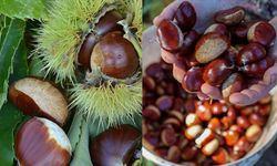 Kışın yıldızı ortaya çıktı: Tezgâhlardaki bolluğu arttı