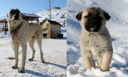 Anadolu Aslanları kışı karşılıyor: Kışı görünce mutlu oluyorlar