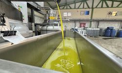 Zeytinyağı yeniden altın değerinde: Üreticinin yüzü gülüyor