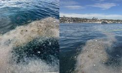 Görenler şaşkın: Binlercesi denizden taştı