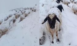 Aniden bastıran kar sürüyü tehlikeye attı