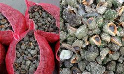 Karadeniz’de yabancı tür alarmı