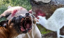 Köpeklerden baskın: Koyunlar dayanamadı