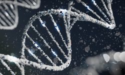 Uzmanlardan kritik Y kromozomu uyarısı: Erkeklerin sonu gelebilir