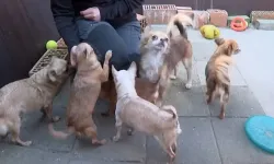 Yeni evlendi, hayatı kâbusa döndü: 48 yaşındaki adam kaçtı