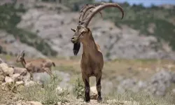 Yaban keçisi avladılar: 970 bin 827 lira ceza kesildi!