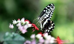 Görenler hayran kalıyor: Konya'da Şebiarus'a özel renkli hazırlık