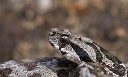 Çankırı'da ilk kez tespit edilen Osmanlı engereğinin yayılış alanı yeniden tespit edildi