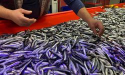 Bolu’da hamsi çılgınlığı: Alırken dikkat!