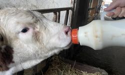 Süt fiyatında güncelleme talebi