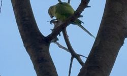 Pakistan papağanları adliye bahçesinin yeni bekçileri oldu!