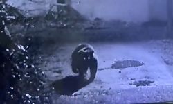 Avcıları peşine taktı! O ilin kabusu güvenlik kamerasında