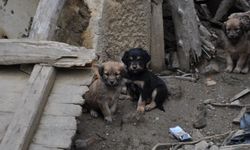 Isparta'da köpek ölümlerine valilikten inceleme!