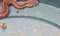 Doğu Karadeniz'de ayılardan sonra yılanlar da kış uykusuna yatmadı