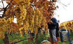 Üzüm hasadında zorluklara rağmen umut