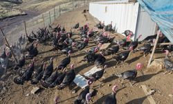 Yurtdışından döndü, memleketinde kendi işini kurdu!